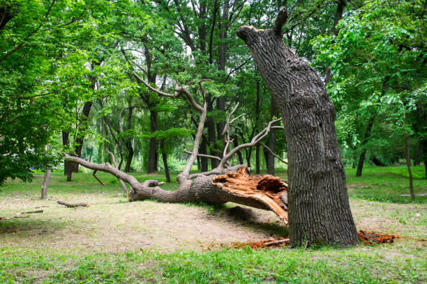 How Our Tree Care Process Works  in  River Edge, NJ